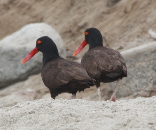 Haematopus ater