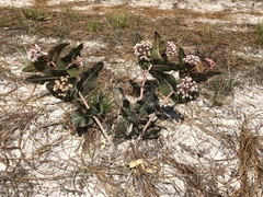 Asclepias humistrata image