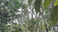 Icterus auricapillus