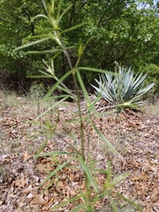 Pediomelum linearifolium