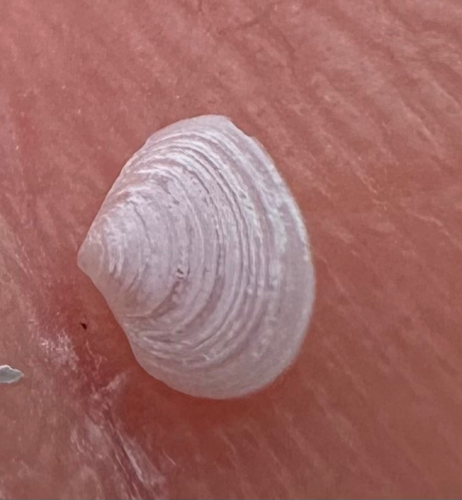 Cumingia tellinoides, 2026-05-13