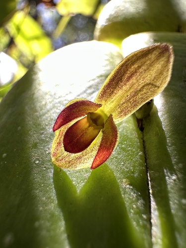 Pleurothallis cordata, photograph 5