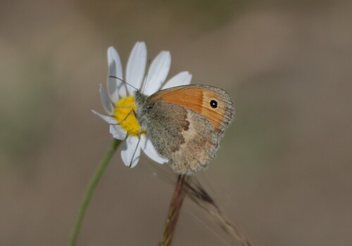 Small Heath