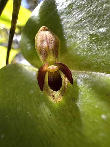 Pleurothallis cordata, photograph 6
