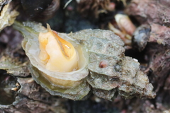 Scabrotrophon stuarti