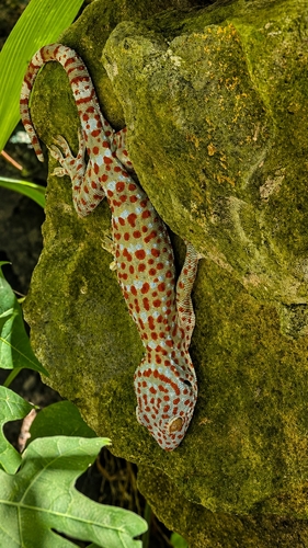Gekko gecko