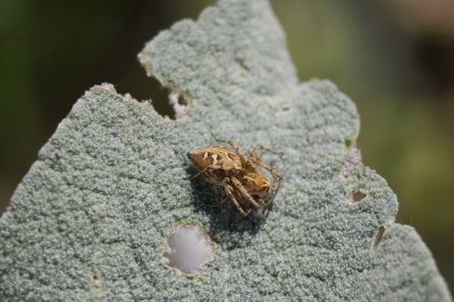 Variegated Lynx Spider