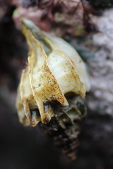 Scabrotrophon stuarti