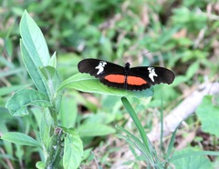 Heliconius hortense