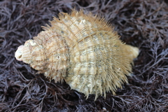 Fusitriton oregonensis