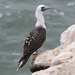 Peruvian Booby - Photo no rights reserved