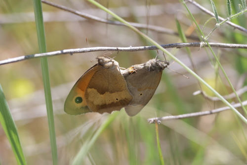Meadow Brown