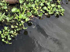 Trachemys scripta elegans