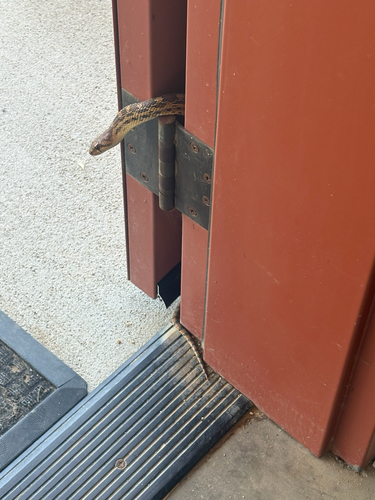 iNaturalist observation photo of Pacific Gopher Snake