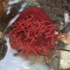 Aulactinia