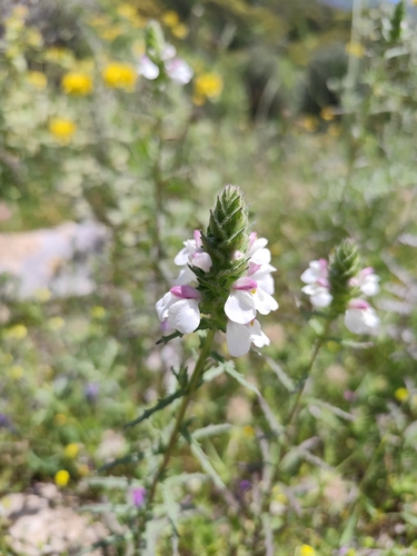 Mediterranean lineseed