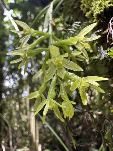 Epidendrum calyptratoides Hágsater & Dodson