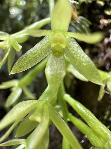 Epidendrum calyptratoides Hágsater & Dodson 3