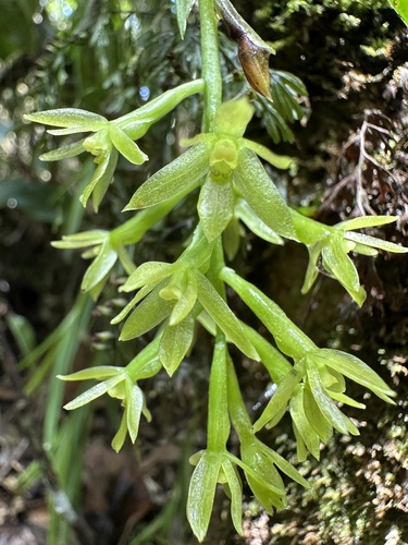 Epidendrum calyptratoides Hágsater & Dodson 4