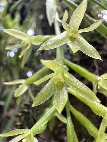 Epidendrum calyptratoides Hágsater & Dodson 2