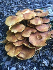 Gymnopilus
