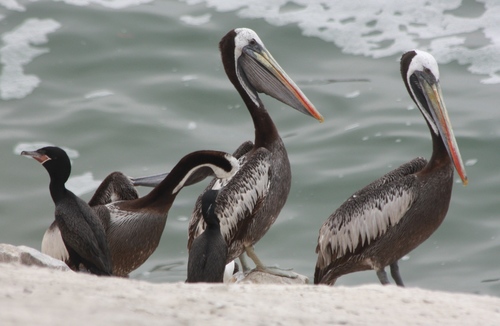 Pelecanus thagus
