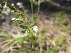 Anthoxanthum australe