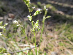 Anthoxanthum australe