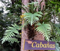 Oncidium sphacelatum