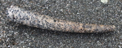 Pectinariidae