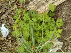 Geranium robertianum
