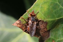 Myopa testacea