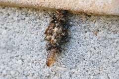 Dahlica triquetrella