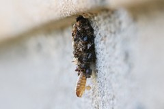 Dahlica triquetrella