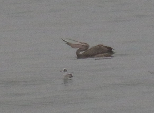 iNaturalist image