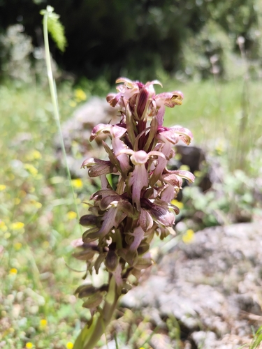 giant orchid