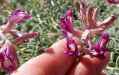 Astragalus tephrodes