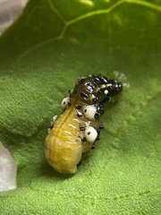 Chrysomela scripta