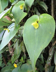 Pleurothallis titan