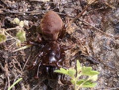 Atypus karschi
