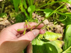 Floerkea proserpinacoides, photograph (c) Summit Metro Parks, some rights reserved (CC BY)