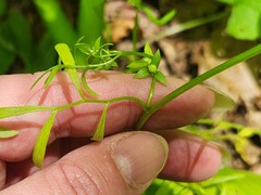 Floerkea proserpinacoides, photograph (c) Summit Metro Parks, some rights reserved (CC BY)