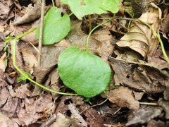 Cardamine douglassii, photograph (c) Summit Metro Parks, some rights reserved (CC BY)
