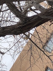 Haemorhous mexicanus