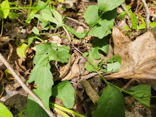 Cardamine douglassii