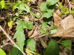 Cardamine douglassii