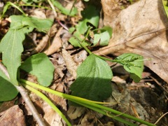 Cardamine douglassii, photograph (c) Summit Metro Parks, some rights reserved (CC BY)