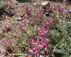 Astragalus tephrodes