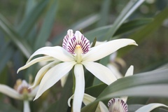 Prosthechea baculus
