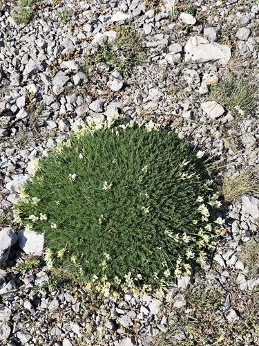 Astragalus angustifolius erinaceus